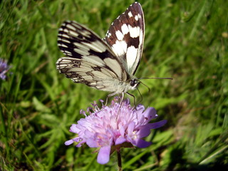 Marbled White Butterfly (Melanargia galathea) on a Field scabius