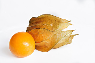 Physalis