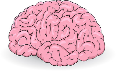Human brain