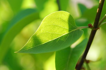 green leaf - 41796226