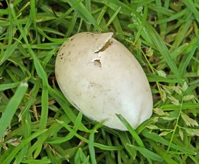 damaged bird egg
