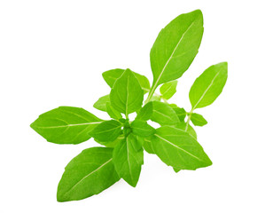 greek basil