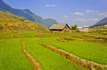 Fototapeta na wymiar Young rice fields against blue sky
