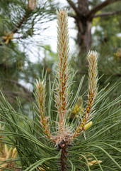 Ветка сосны © olegpchelov