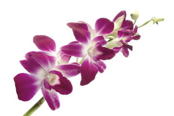 Fototapeta na wymiar fuksja orchidea
