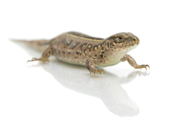 lizard on white background close-up