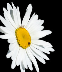 chamomile flower isolated on black background