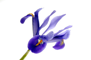 Fleur d& 39 iris bleu