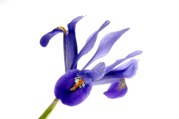Crédence de cuisine en verre imprimé Iris Fleur d& 39 iris bleu