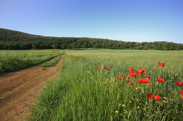 Poppies and wheat