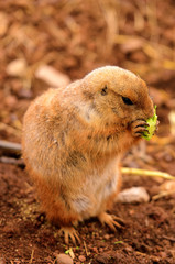 Black-tailed Prairie Dog