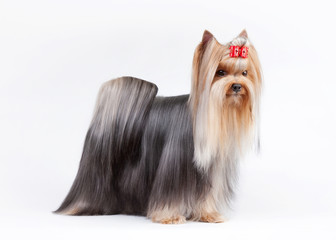 yorkie puppy on white gradient background