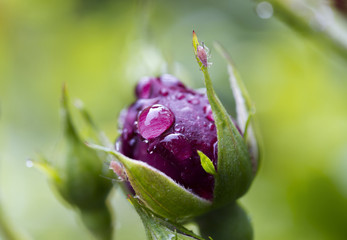 Beautiful violet rose with water drop