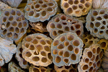 Lotusfrucht getrocknet