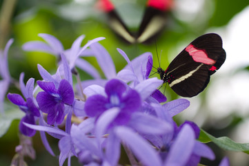 Obraz na płótnie Canvas Schmetterling auf Orchidee