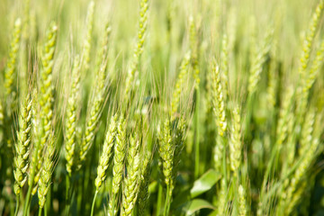 Wheat field