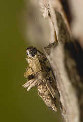 Larva Psychidae
