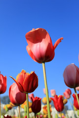 tulips against the sky