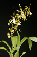Odontoglossum x