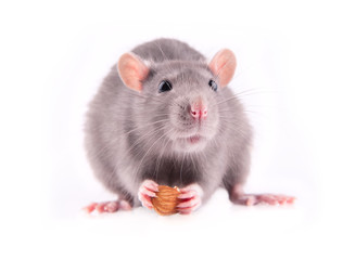Rat eating almonds