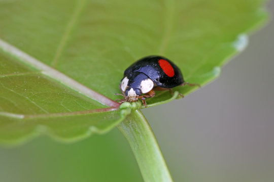 a kind of lady beetles