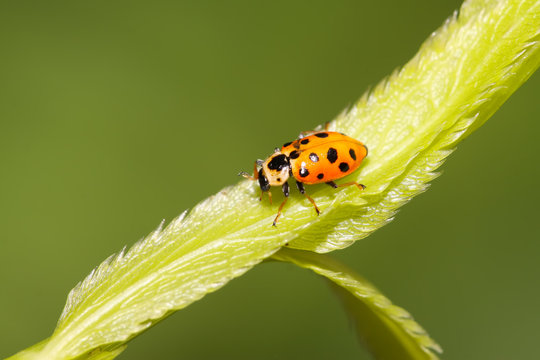 ladybug on green leaf