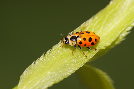 ladybug on green leaf