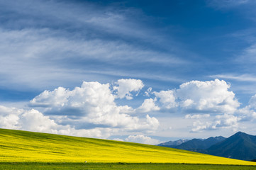 Obraz premium Horizon with yellow field