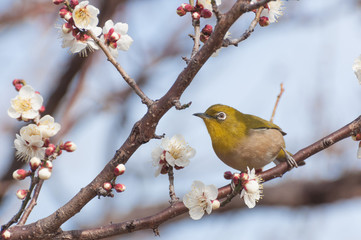 梅の木に止まるメジロ