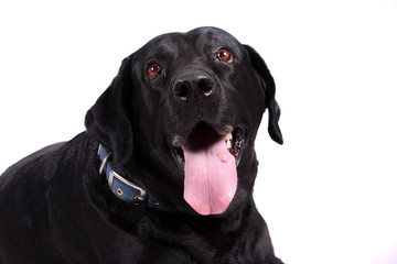 Cute Black Labarador Dog