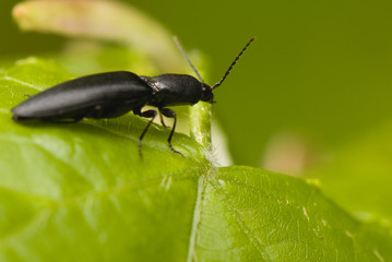 Elateridae