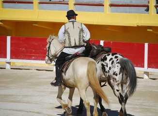 Spectacle de dressage et cascade