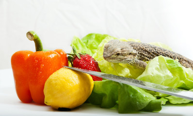 Bartagame mit Obst und Gemüse
