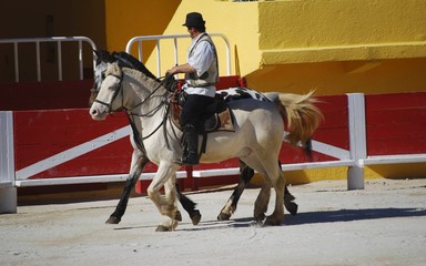 Spectacle de dressage et cascade