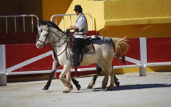Spectacle de dressage et cascade