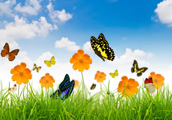 Yellow flowers, green grass and butterfly