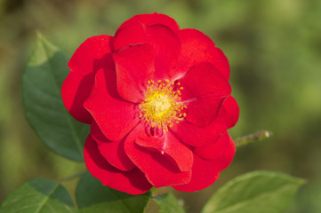 Obraz premium Chinese Rose Flower