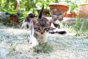 katze