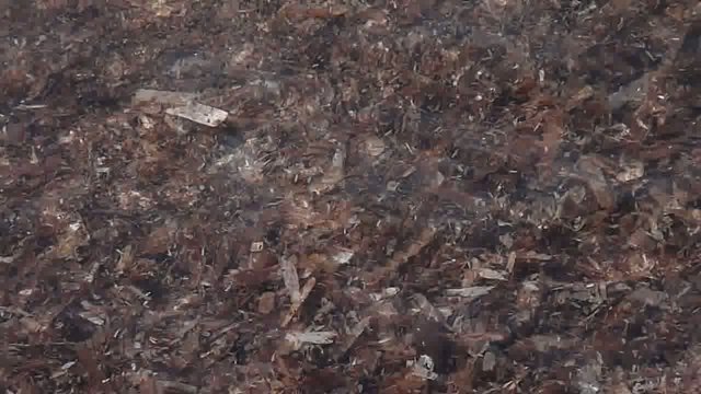 movimento d'alghe a fior d'acqua