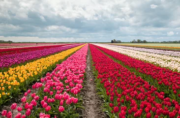Foto op Plexiglas roze, rood en oranje tulpenveld © Olha Rohulya