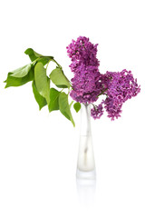 Obraz premium bouquet of wet lilac in a glass vase