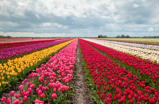 Fototapeta pink, red and orange tulip field