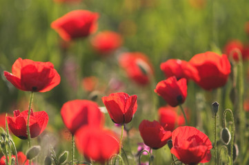 Naklejka premium Red Anemone Flowers