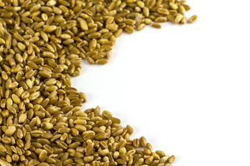 wheat isolated on white