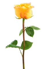 Fresh roses