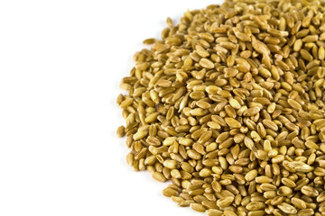 wheat isolated on white