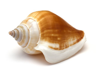Sea shell on white background