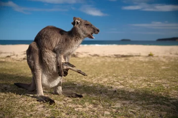 Zelfklevend Fotobehang Kangoeroe moeder kangoeroe