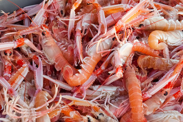 Langoustine vivante