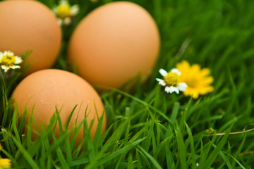 Easter Eggs with flower on Fresh Green Grass over white backgrou